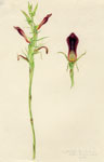 Cryptostylis hunteriana