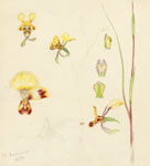 Diuris brevissima