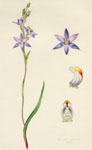 Thelymitra pauciflora