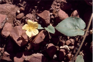 APII jpeg image of Abutilon hannii  © contact APII