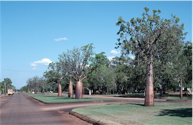 APII jpeg image of Adansonia gregorii  © contact APII