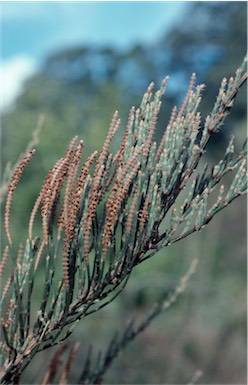 APII jpeg image of Allocasuarina crassa  © contact APII