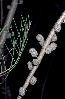 APII jpeg image of Allocasuarina diminuta subsp. diminuta  © contact APII