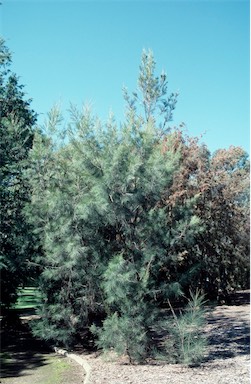 APII jpeg image of Allocasuarina gymnanthera  © contact APII