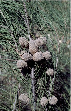 APII jpeg image of Allocasuarina inophloia  © contact APII