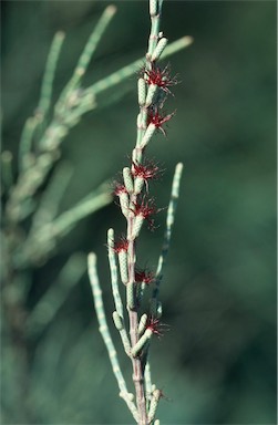 APII jpeg image of Allocasuarina humilis  © contact APII