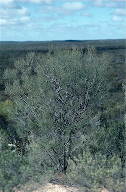 APII jpeg image of Allocasuarina pusilla  © contact APII