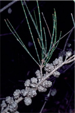 APII jpeg image of Allocasuarina rigida  © contact APII