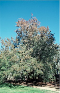 APII jpeg image of Allocasuarina torulosa  © contact APII