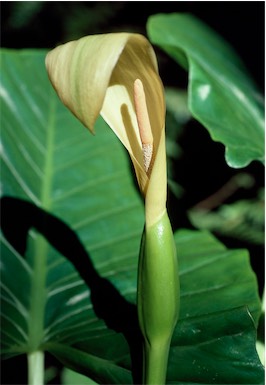 APII jpeg image of Alocasia brisbanensis  © contact APII