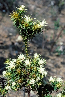 APII jpeg image of Andersonia echinocephala  © contact APII