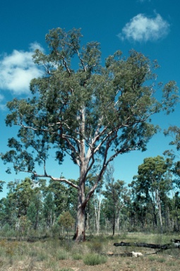 APII jpeg image of Angophora costata  © contact APII