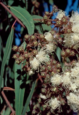 APII jpeg image of Angophora costata subsp. costata  © contact APII