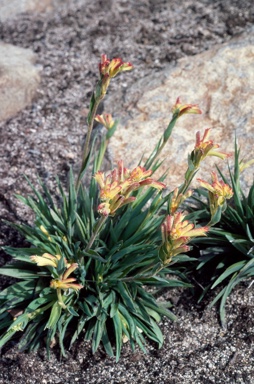 APII jpeg image of Anigozanthos humilis  © contact APII