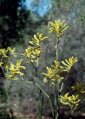 APII jpeg image of Anigozanthos pulcherrimus 'Bush Dawn'  © contact APII