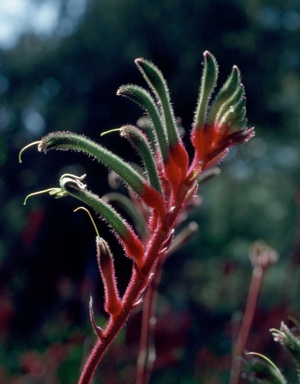 APII jpeg image of Anigozanthos 'Bush Emerald'  © contact APII