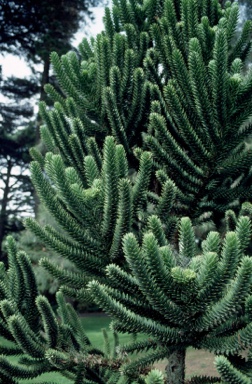 APII jpeg image of Araucaria muelleri  © contact APII