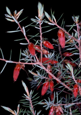 APII jpeg image of Stenanthera conostephioides  © contact APII