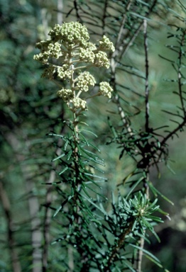 APII jpeg image of Astrotricha sp. Wallagaraugh (R.O.Makinson 1228)  © contact APII