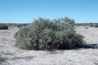 APII jpeg image of Atriplex nummularia  © contact APII