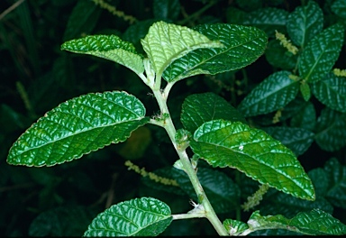 APII jpeg image of Acalypha nemorum  © contact APII