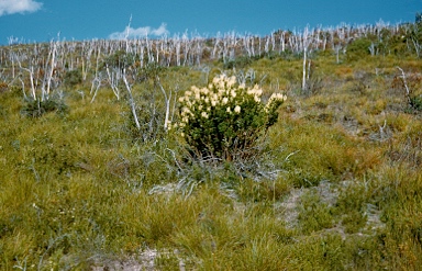 APII jpeg image of Agastachys odorata  © contact APII