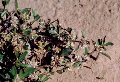 APII jpeg image of Alternanthera angustifolia  © contact APII