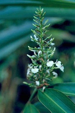 APII jpeg image of Alpinia caerulea  © contact APII