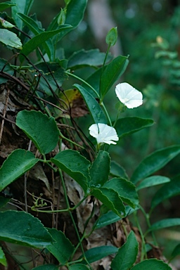 APII jpeg image of Aniseia martinicensis  © contact APII