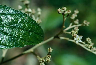 APII jpeg image of Argophyllum lejourdanii  © contact APII