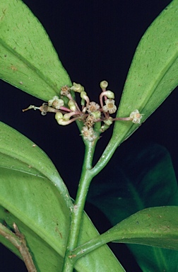 APII jpeg image of Ardisia pachyrrhachis  © contact APII