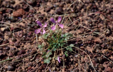 APII jpeg image of Cleome oxalidea  © contact APII