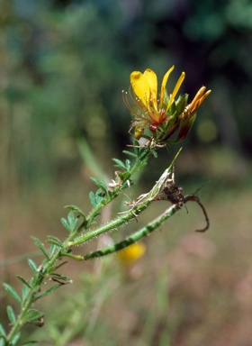 APII jpeg image of Cleome viscosa  © contact APII