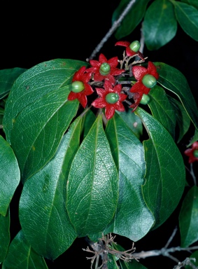 APII jpeg image of Clerodendrum floribundum var. attenuatum  © contact APII