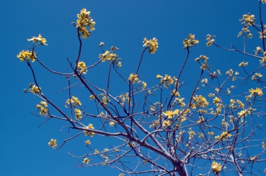 APII jpeg image of Cochlospermum gillivraei  © contact APII