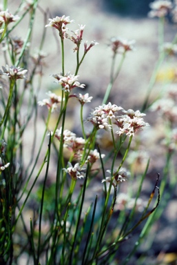 APII jpeg image of Conospermum leianthum subsp. orientale  © contact APII