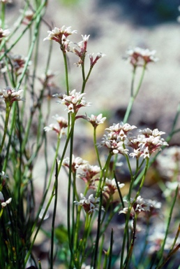 APII jpeg image of Conospermum leianthum subsp. orientale  © contact APII