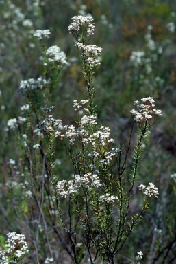 APII jpeg image of Conospermum taxifolium  © contact APII