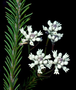 APII jpeg image of Conospermum taxifolium  © contact APII