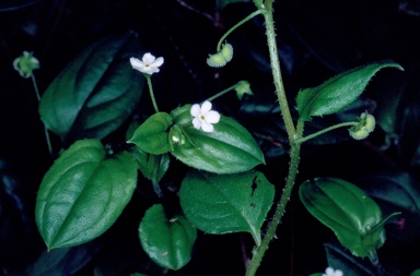 APII jpeg image of Austrocynoglossum latifolium  © contact APII