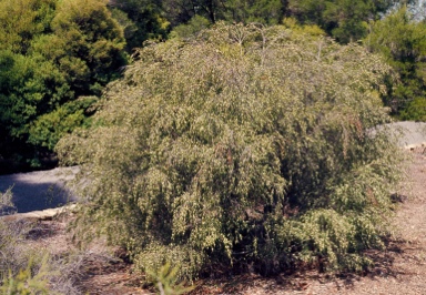 APII jpeg image of Baeckea linifolia  © contact APII