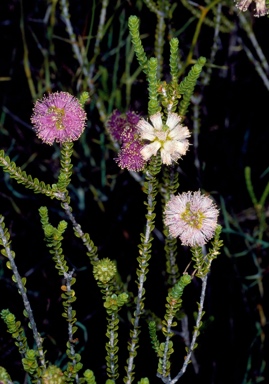 APII jpeg image of Phymatocarpus porphyrocephalus  © contact APII