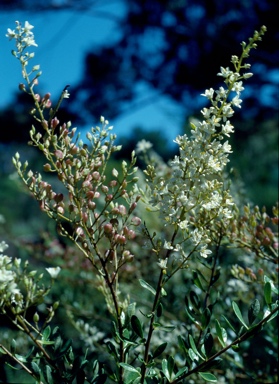 APII jpeg image of Bursaria reevesii  © contact APII