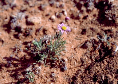 APII jpeg image of Brachyscome ciliaris var. lanuginosa  © contact APII