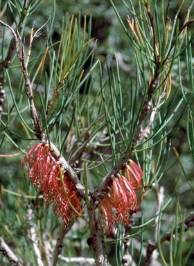 APII jpeg image of Calothamnus gilesii  © contact APII