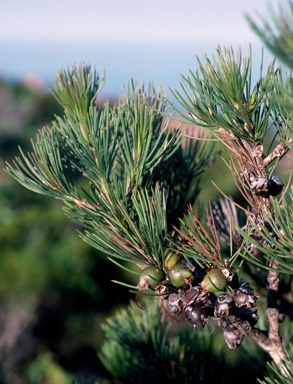 APII jpeg image of Calothamnus graniticus subsp. graniticus  © contact APII