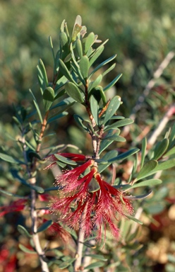 APII jpeg image of Calothamnus quadrifidus subsp. homalophyllus  © contact APII