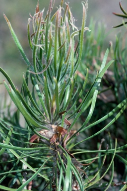 APII jpeg image of Calothamnus pachystachyus  © contact APII