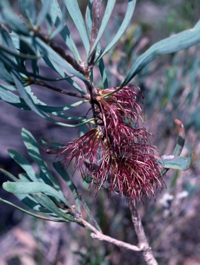 APII jpeg image of Calothamnus planifolius var. pallidifolius  © contact APII