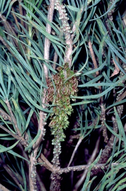 APII jpeg image of Calothamnus planifolius var. pallidifolius  © contact APII